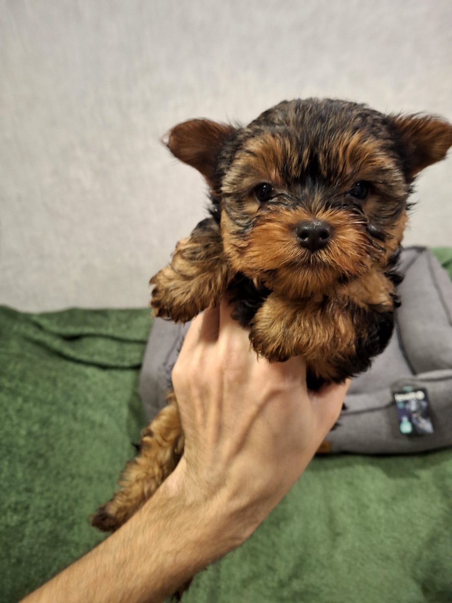 Чистокровные щенки Йоркширского Терьера.