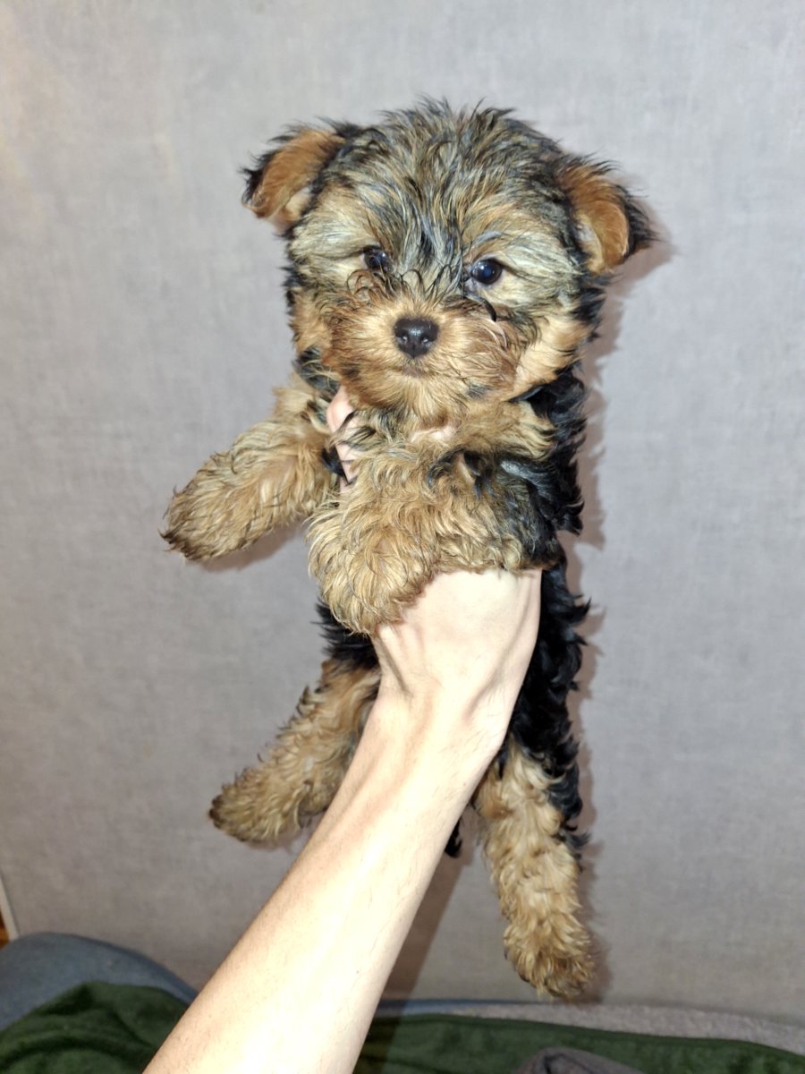 Чистокровные щенки Йоркширского Терьера.