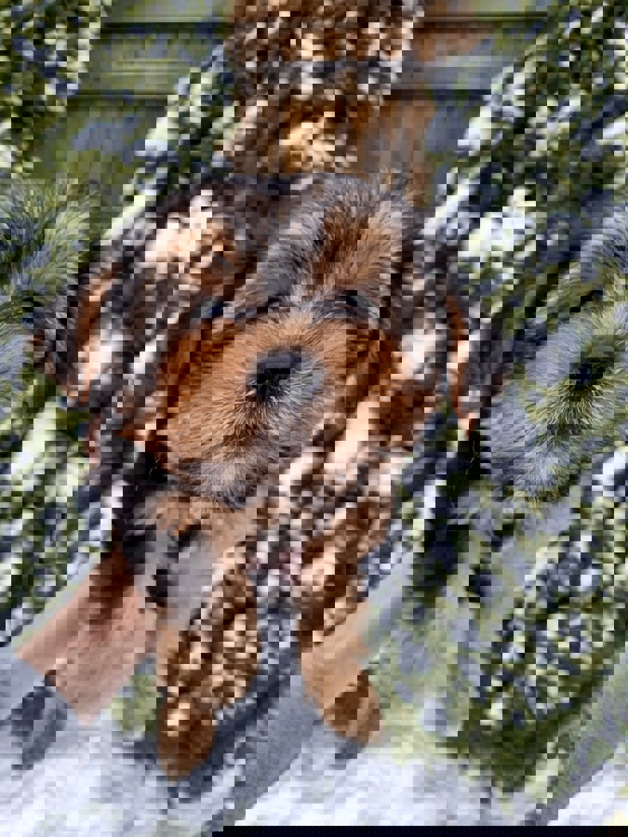 Чистокровные щенки Йоркширского Терьера.