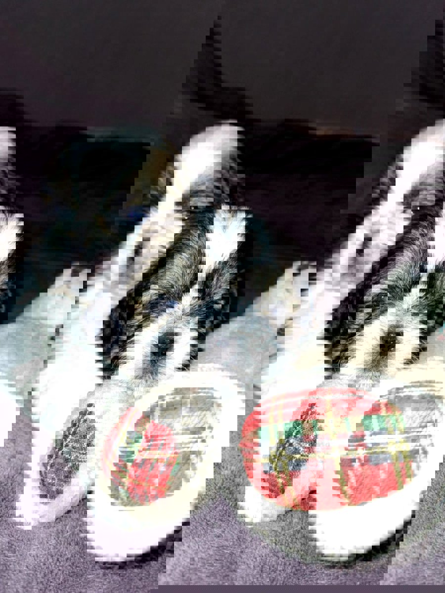 Идеальные чистокровные щенки Ши-Тцу.