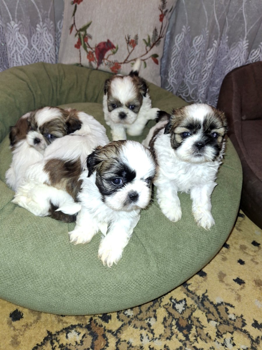 Идеальные чистокровные щенки Ши-Тцу.