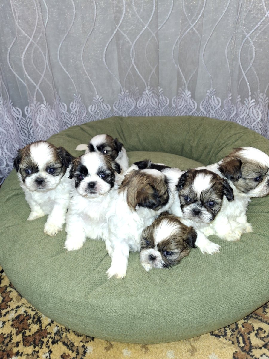 Идеальные чистокровные щенки Ши-Тцу.