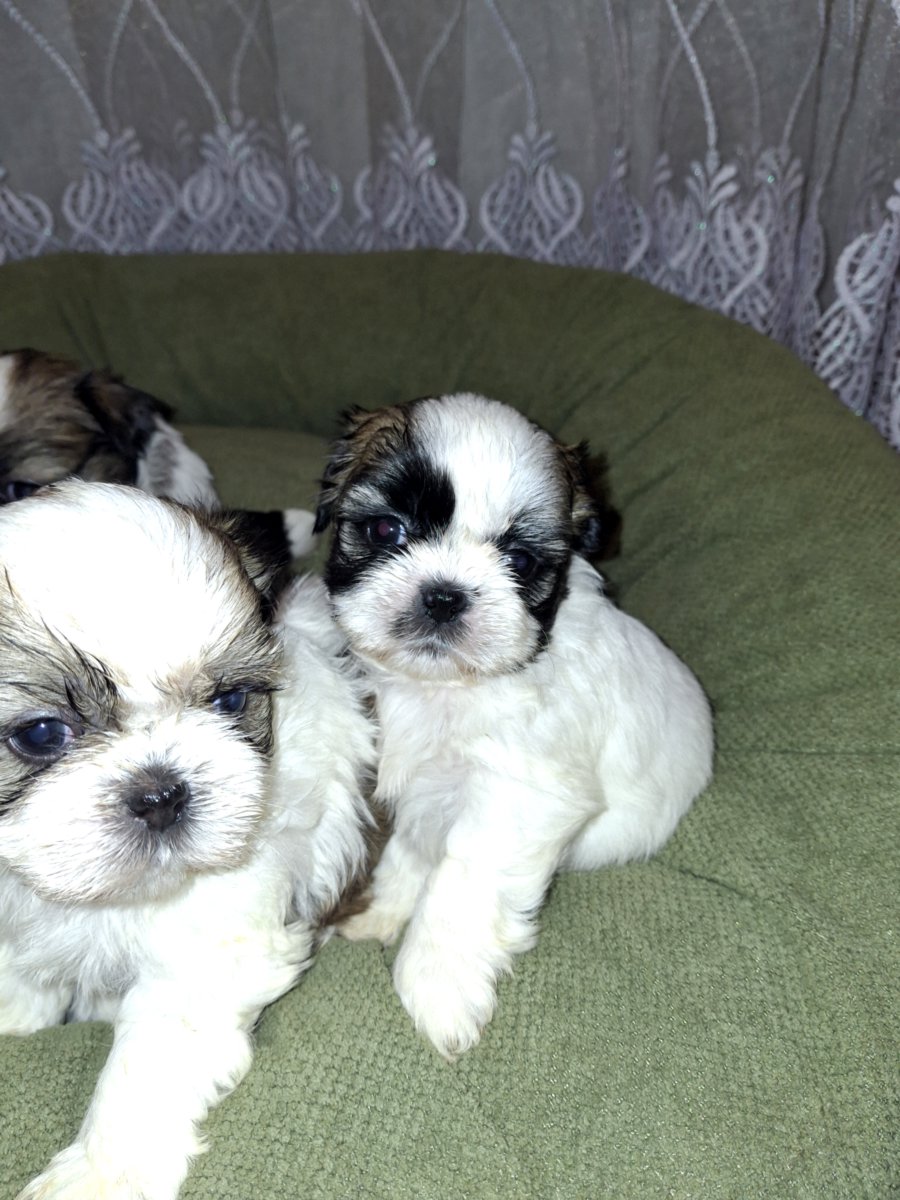 Идеальные чистокровные щенки Ши-Тцу.