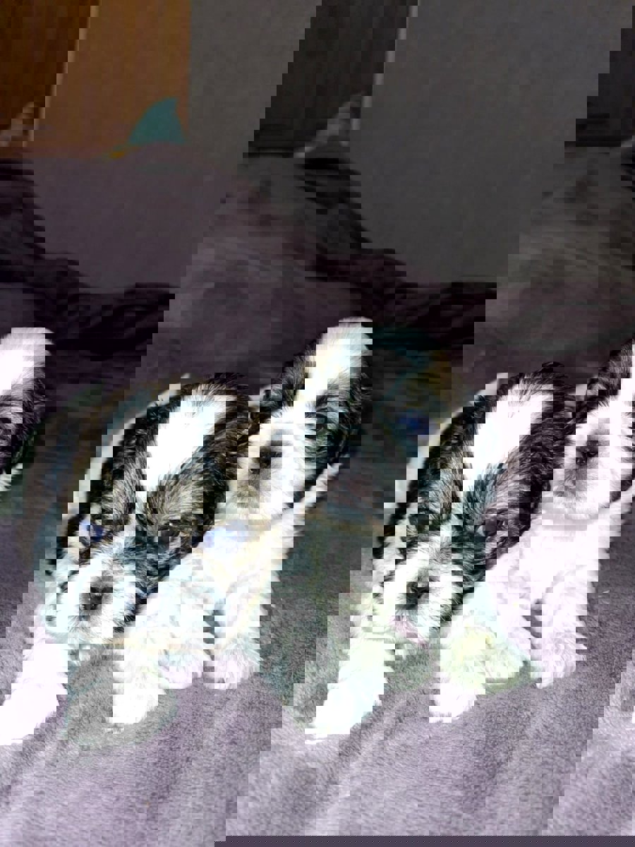 Идеальные чистокровные щенки Ши-Тцу.