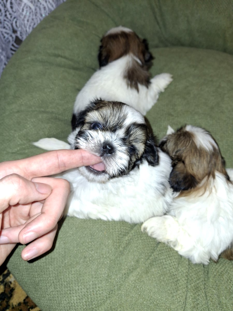 Идеальные чистокровные щенки Ши-Тцу.