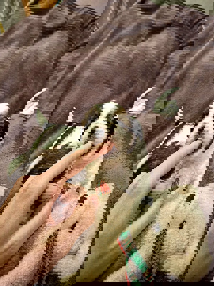 Идеальные чистокровные щенки Ши-Тцу.