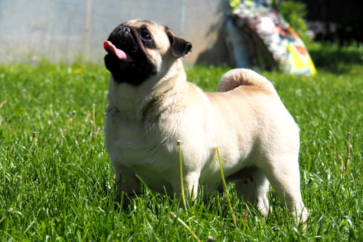 Абрикосовые щенки мопса!!!