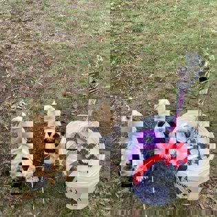 Абрикосовые щенки мопса!!!