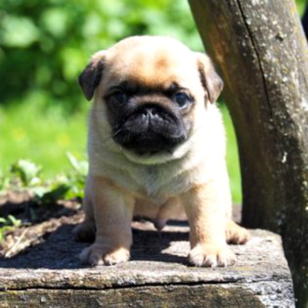 Абрикосовые щенки мопса!!!