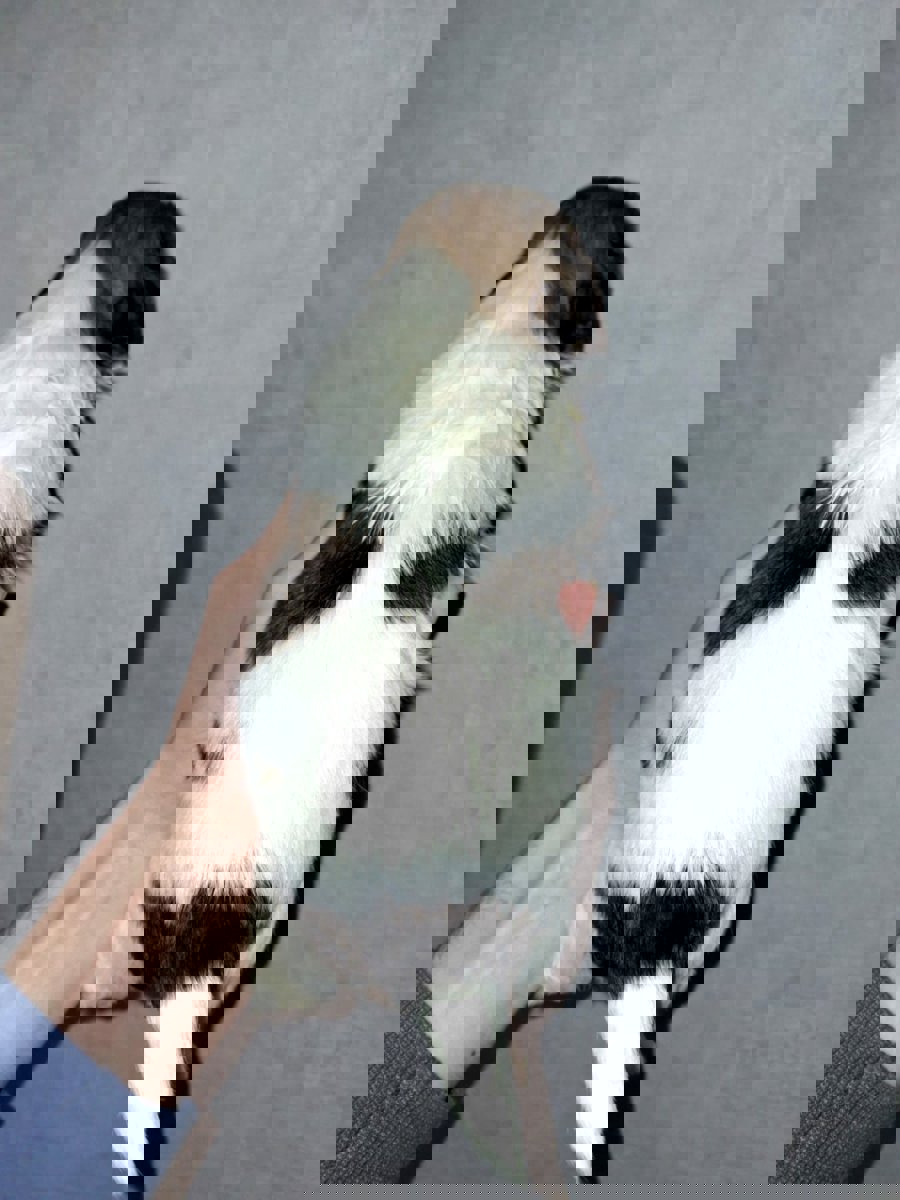 Идеальные щенки Ши-Тцу