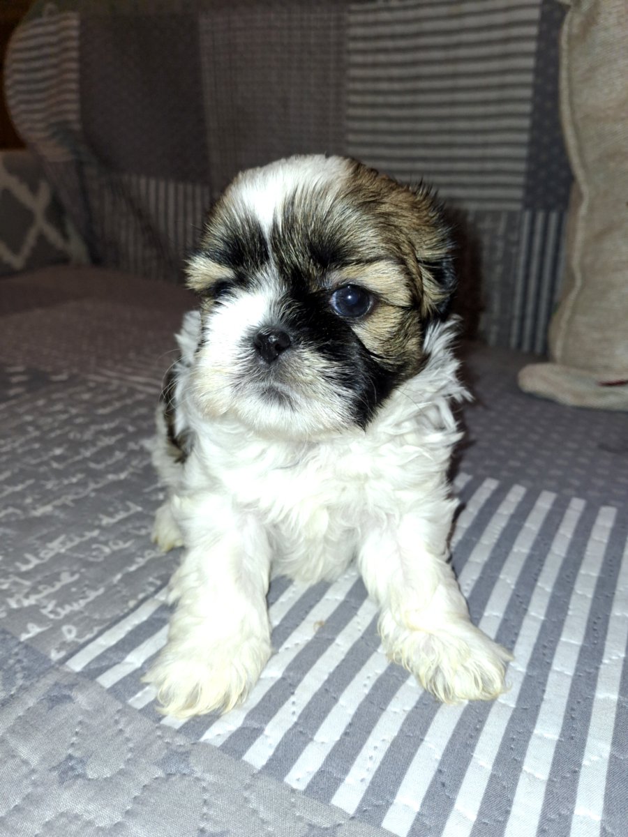 Идеальные щенки Ши-Тцу