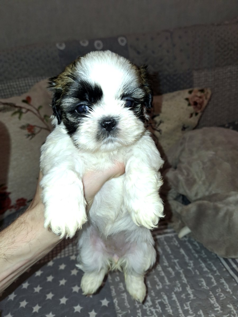 Идеальные щенки Ши-Тцу