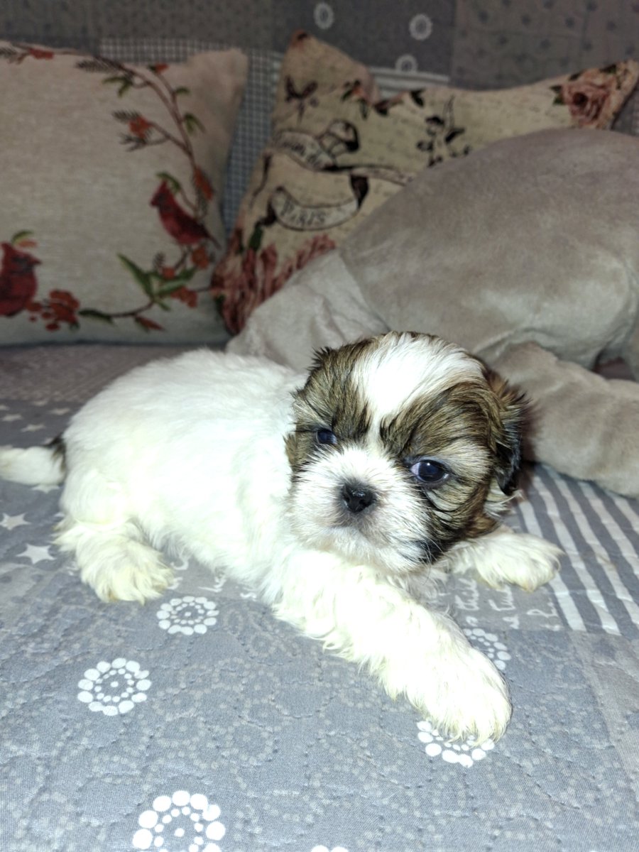 Идеальные щенки Ши-Тцу