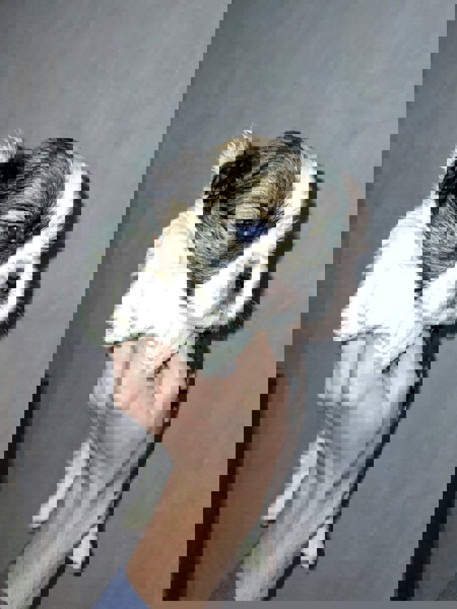 Идеальные щенки Ши-Тцу