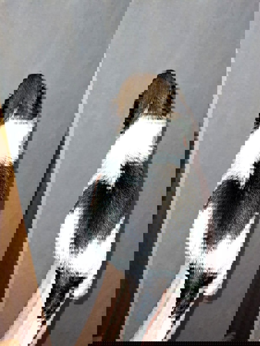 Идеальные щенки Ши-Тцу