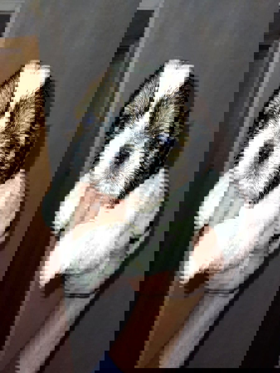 Идеальные щенки Ши-Тцу