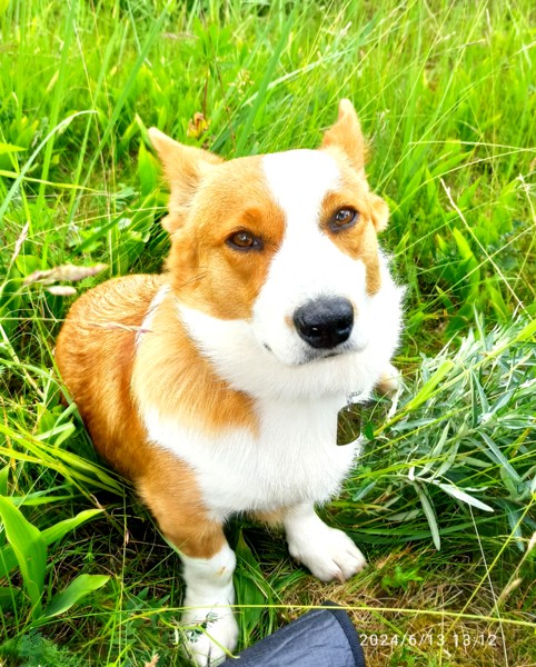 Velš korgijs kardigans 