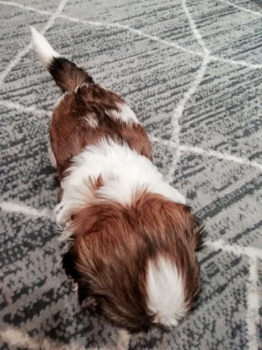 Идеальные чистокровные щенки Ши-Тцу.