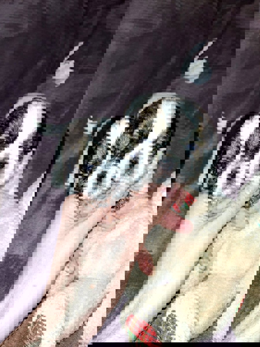 Идеальные чистокровные щенки Ши-Тцу.