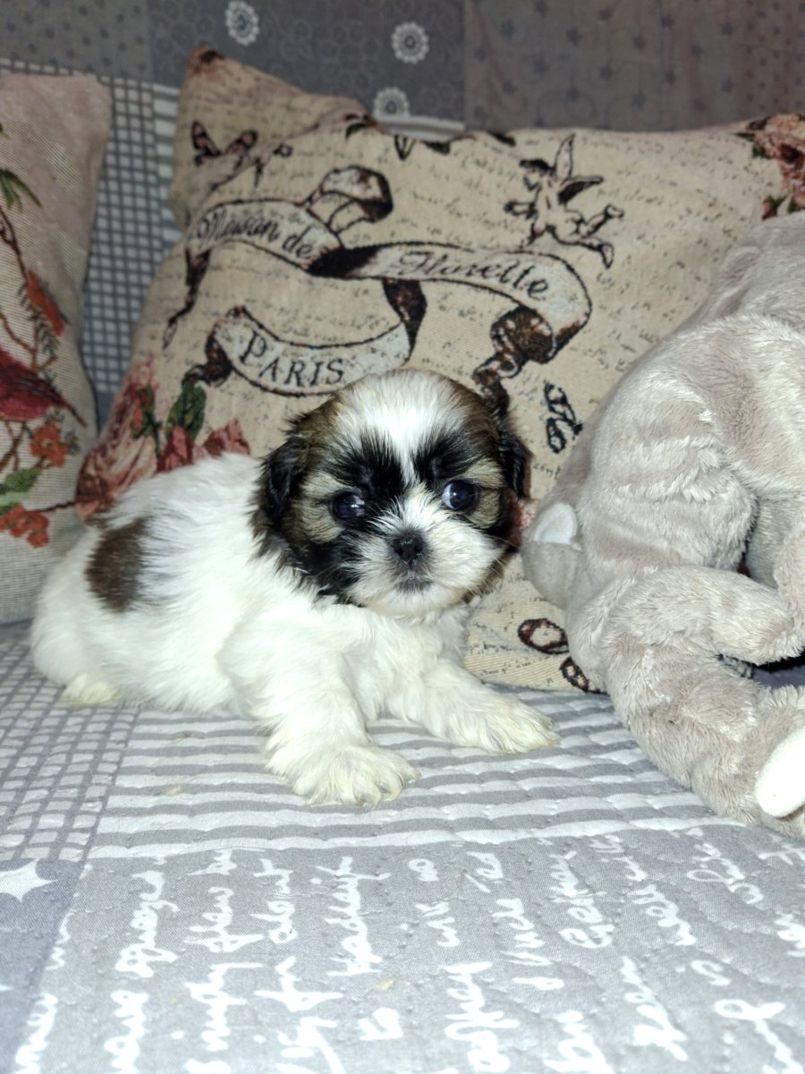 Идеальные чистокровные щенки Ши-Тцу.