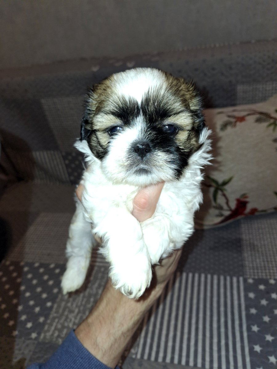 Идеальные чистокровные щенки Ши-Тцу.