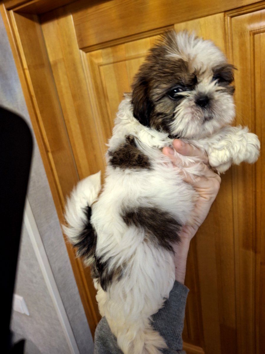 Идеальные чистокровные щенки Ши-Тцу.