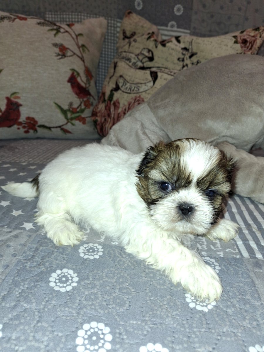 Идеальные чистокровные щенки Ши-Тцу.