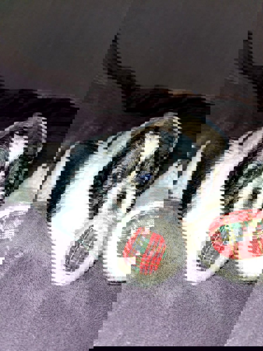 Идеальные чистокровные щенки Ши-Тцу.