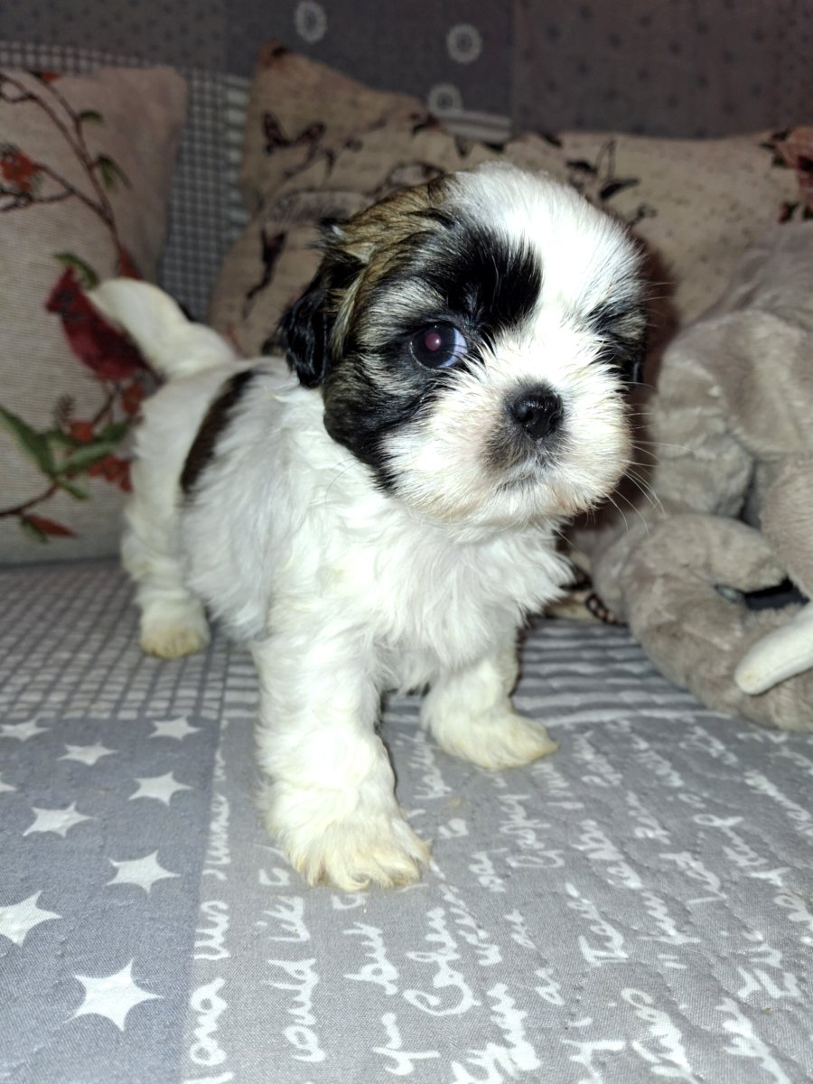 Идеальные чистокровные щенки Ши-Тцу.