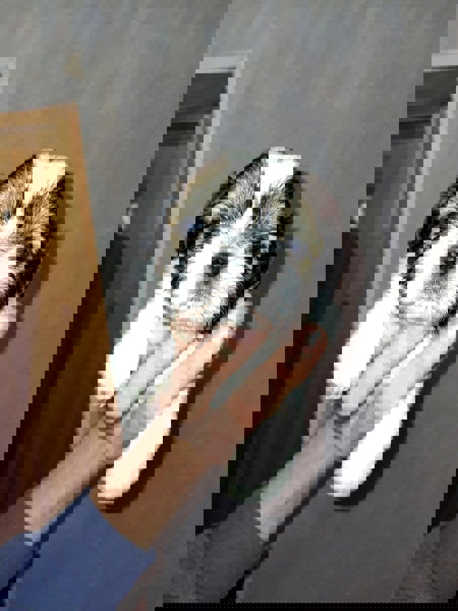 Идеальные чистокровные щенки Ши-Тцу.