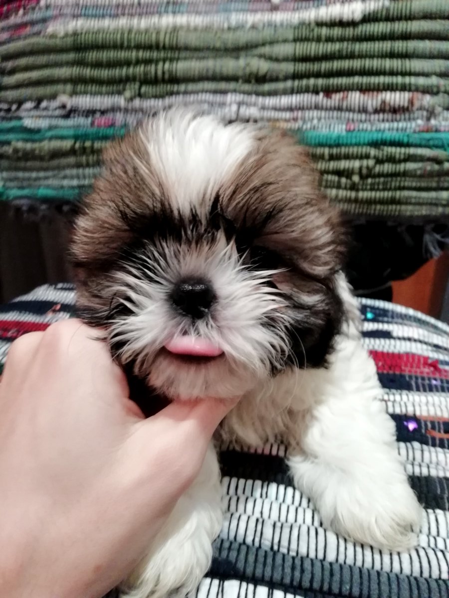 Идеальные щенки Ши-Тцу