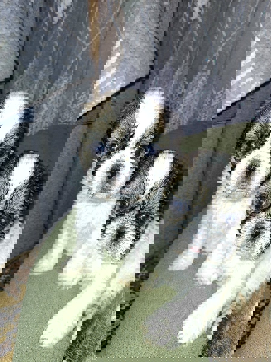 Идеальные щенки Ши-Тцу