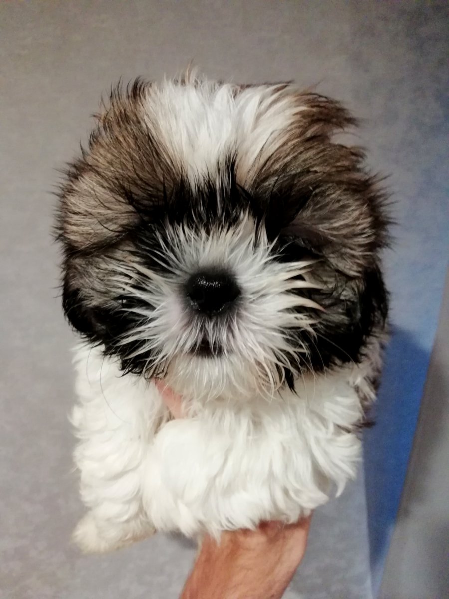 Идеальные щенки Ши-Тцу