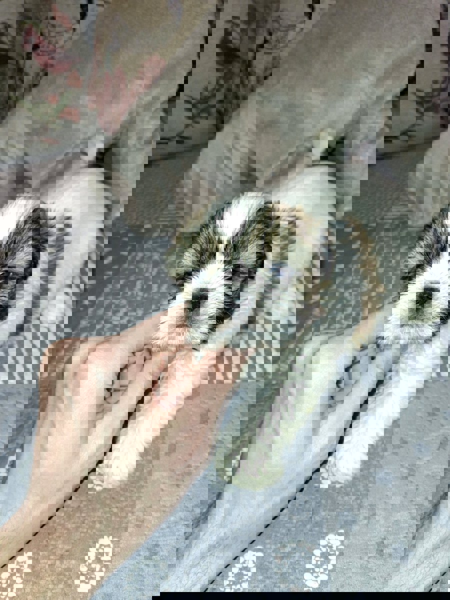 Идеальные щенки Ши-Тцу