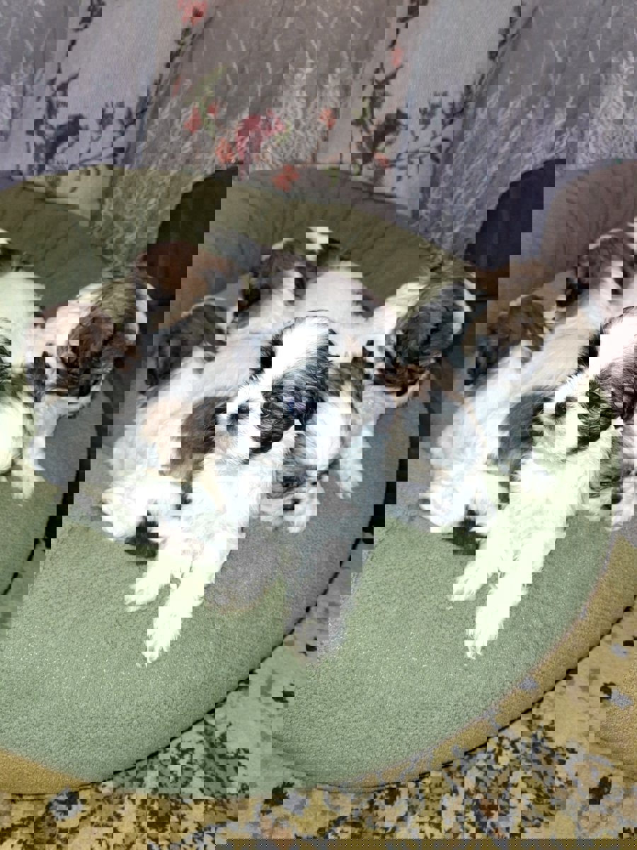 Идеальные щенки Ши-Тцу