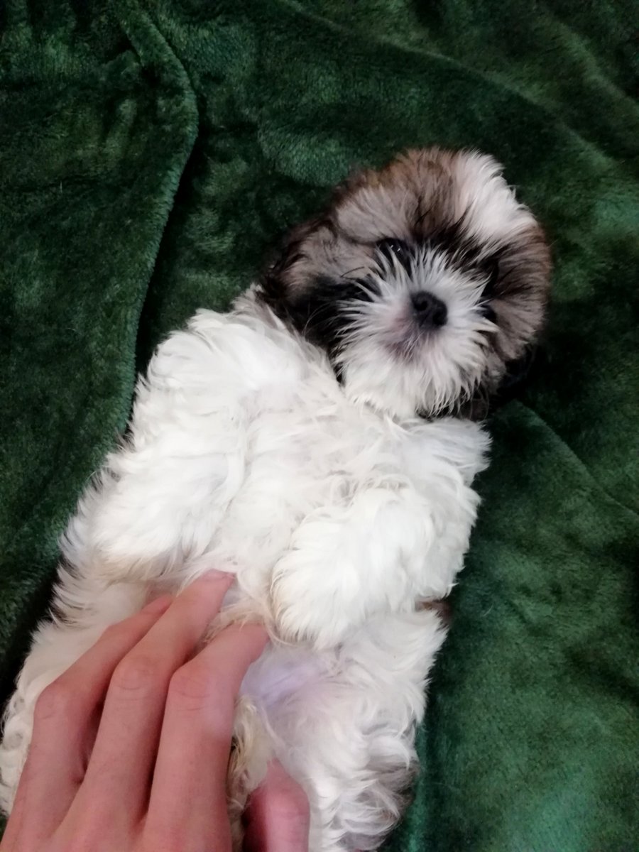 Идеальные щенки Ши-Тцу