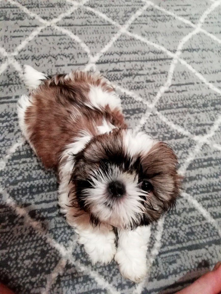 Идеальные щенки Ши-Тцу