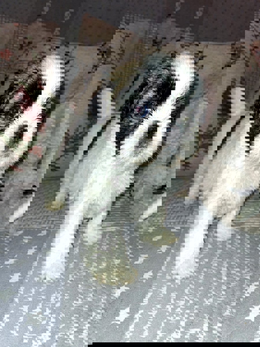 Идеальные щенки Ши-Тцу