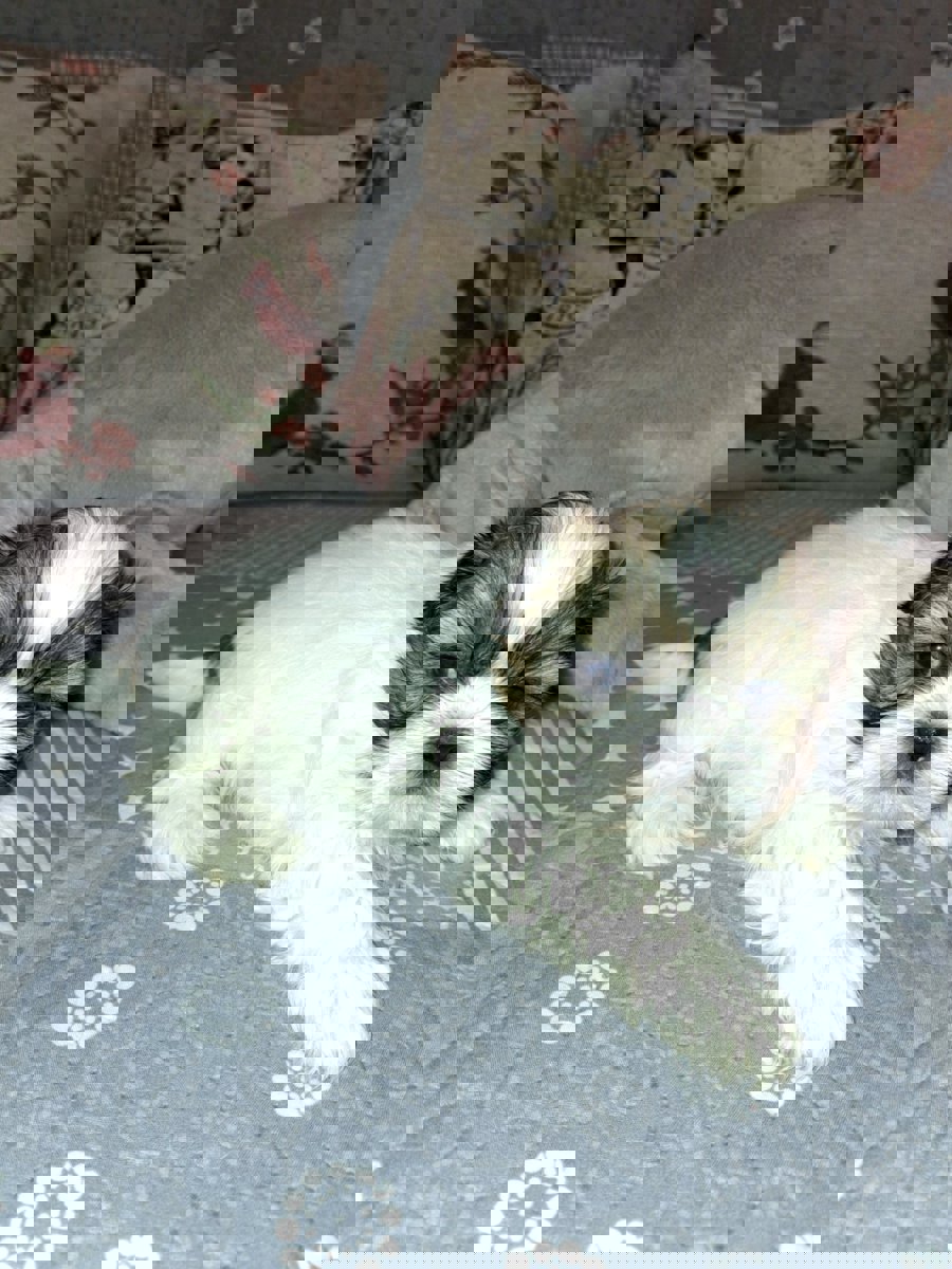 Идеальные щенки Ши-Тцу