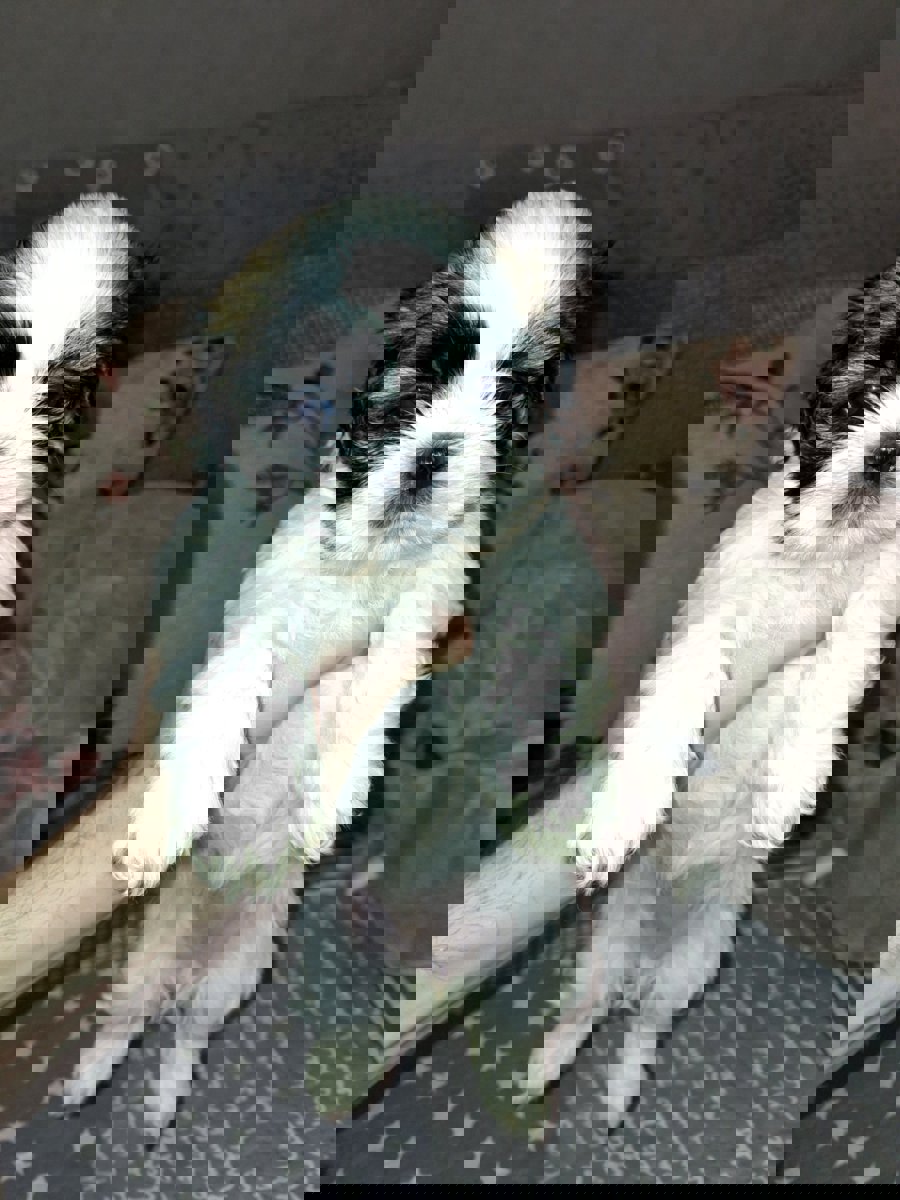 Идеальные щенки Ши-Тцу