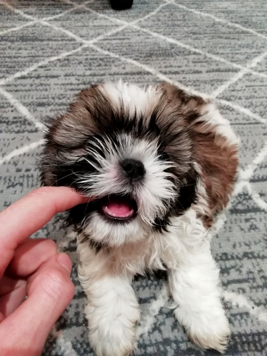 Идеальные щенки Ши-Тцу