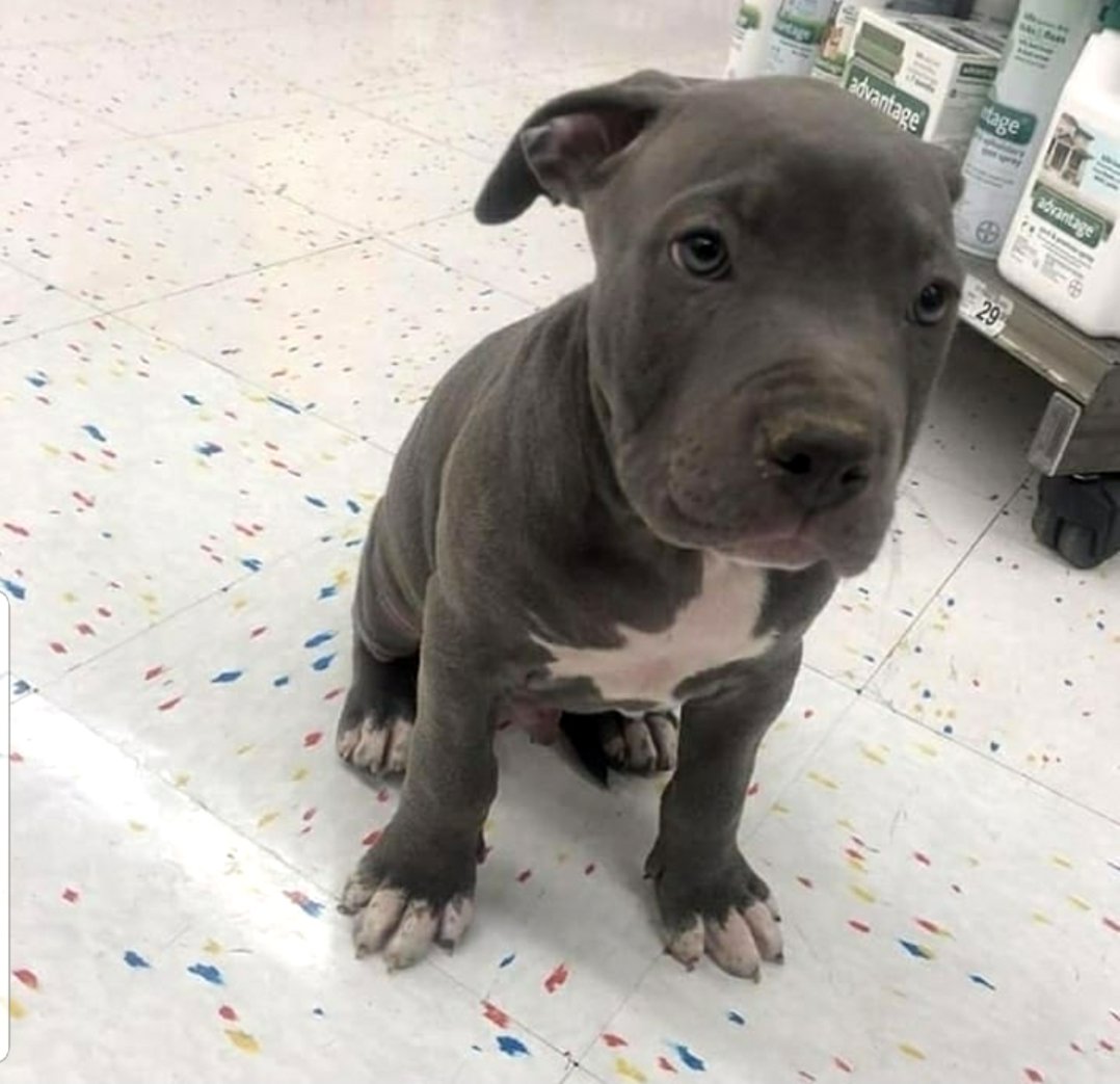 Amerikāņu pitbulterjera kucēni