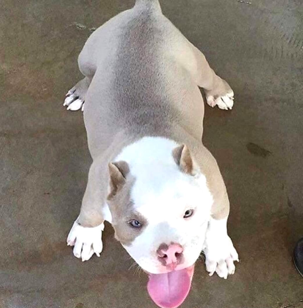 Amerikāņu pitbulterjera kucēni