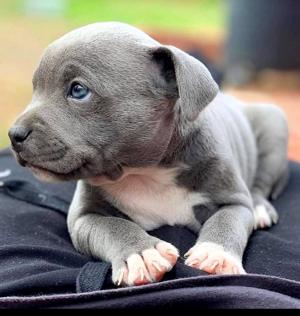Amerikāņu pitbulterjera kucēni