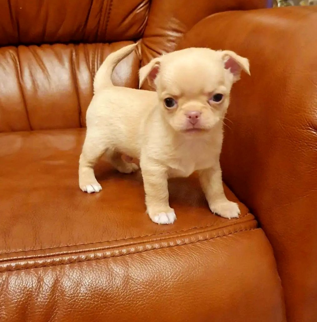 Chihuahua Puppies