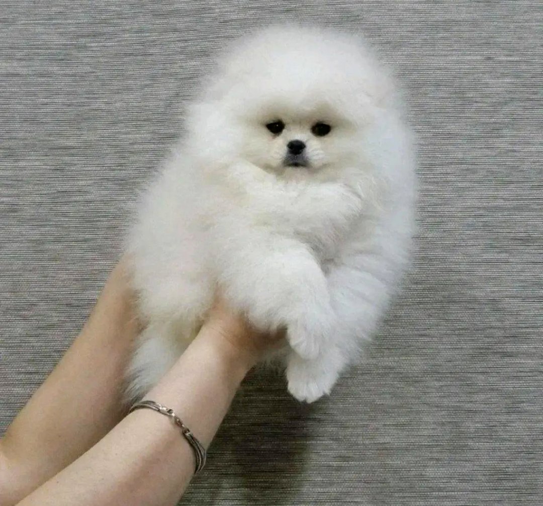 Cuccioli di Pomerania