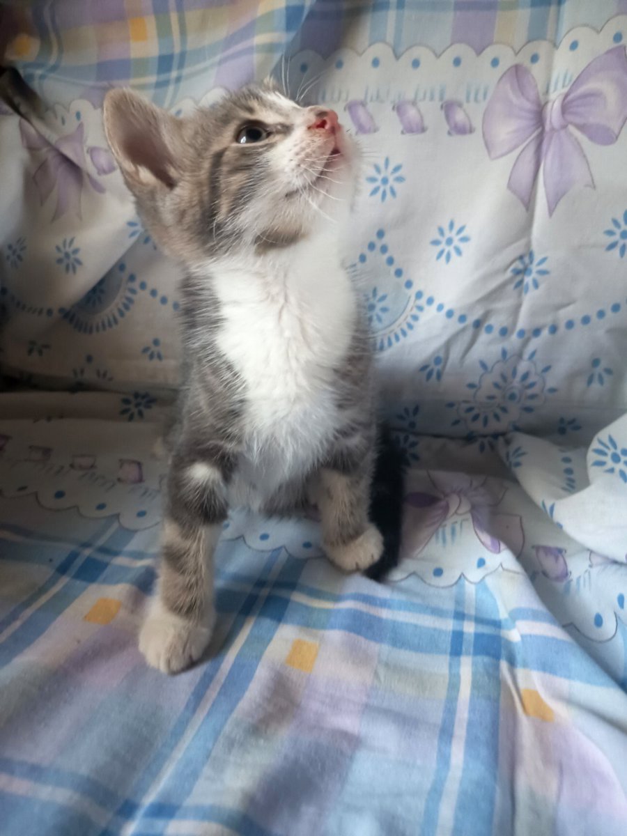 2 кота и одна кошечка 😺😸😻