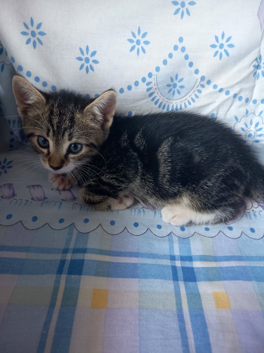 2 кота и одна кошечка 😺😸😻