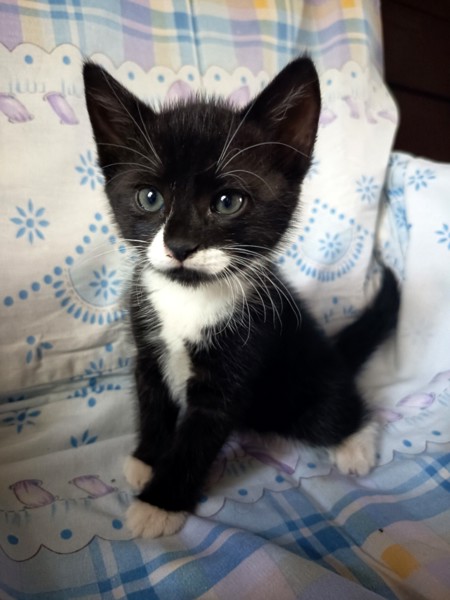2 кота и одна кошечка 😺😸😻