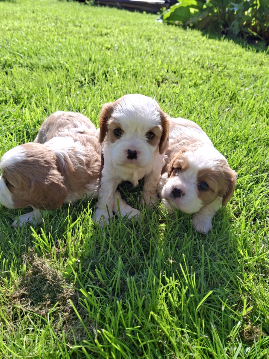 Щенки Кавалер-Кинг-Чарльз-Спаниель